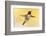 anna's hummingbird flying, baja california peninsula, mexico-claudio contreras-Framed Photographic Print