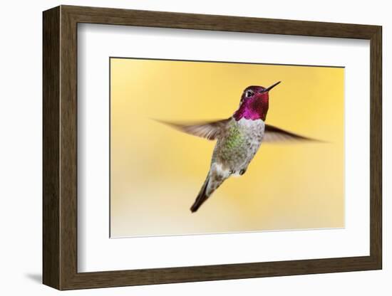 anna's hummingbird flying, baja california peninsula, mexico-claudio contreras-Framed Photographic Print