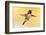 anna's hummingbird flying, baja california peninsula, mexico-claudio contreras-Framed Photographic Print