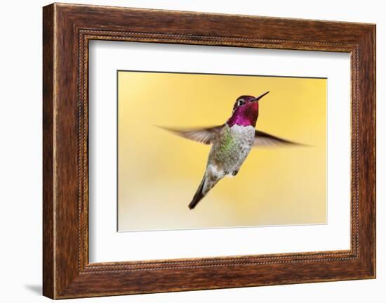 anna's hummingbird flying, baja california peninsula, mexico-claudio contreras-Framed Photographic Print