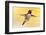 anna's hummingbird flying, baja california peninsula, mexico-claudio contreras-Framed Photographic Print