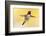 anna's hummingbird flying, baja california peninsula, mexico-claudio contreras-Framed Photographic Print