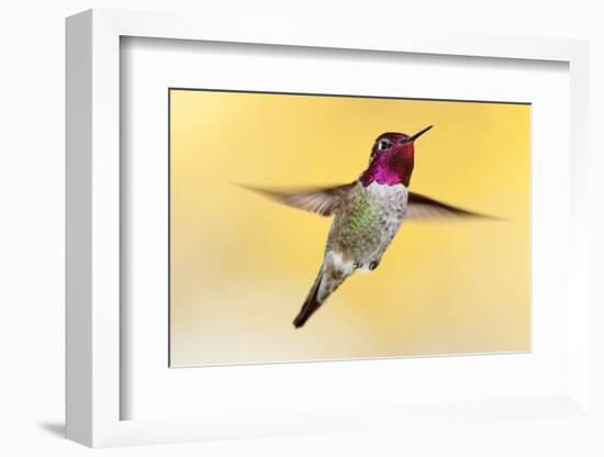 anna's hummingbird flying, baja california peninsula, mexico-claudio contreras-Framed Photographic Print