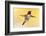 anna's hummingbird flying, baja california peninsula, mexico-claudio contreras-Framed Photographic Print