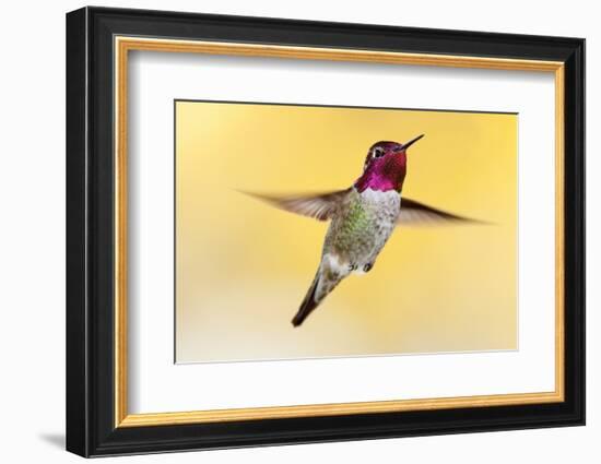 anna's hummingbird flying, baja california peninsula, mexico-claudio contreras-Framed Photographic Print