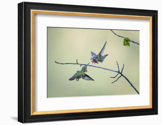 Anna's hummingbird male dancing in flight, Montana, USA-Mateusz Piesiak-Framed Photographic Print