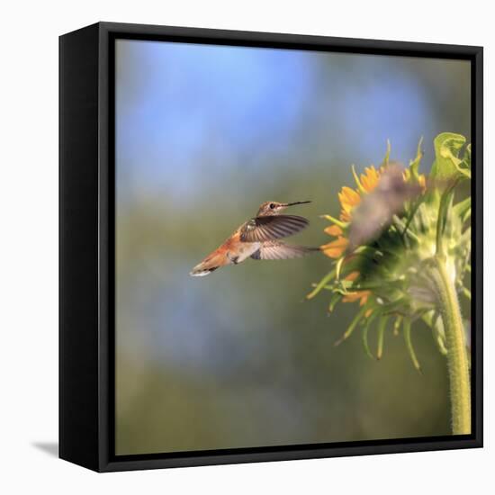 Anna's Hummingbird, Santa Cruz, California, USA-Tom Norring-Framed Premier Image Canvas