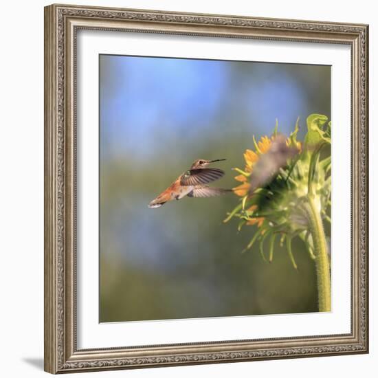 Anna's Hummingbird, Santa Cruz, California, USA-Tom Norring-Framed Photographic Print