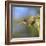 Anna's Hummingbird, Santa Cruz, California, USA-Tom Norring-Framed Photographic Print