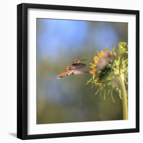 Anna's Hummingbird, Santa Cruz, California, USA-Tom Norring-Framed Photographic Print