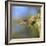 Anna's Hummingbird, Santa Cruz, California, USA-Tom Norring-Framed Photographic Print