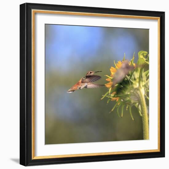 Anna's Hummingbird, Santa Cruz, California, USA-Tom Norring-Framed Photographic Print