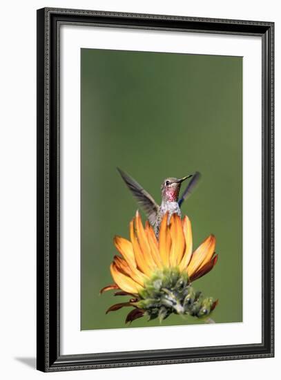 Anna's Hummingbird, Santa Cruz, California, USA-Tom Norring-Framed Photographic Print