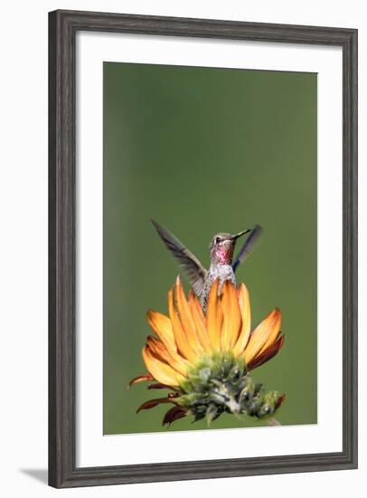 Anna's Hummingbird, Santa Cruz, California, USA-Tom Norring-Framed Photographic Print