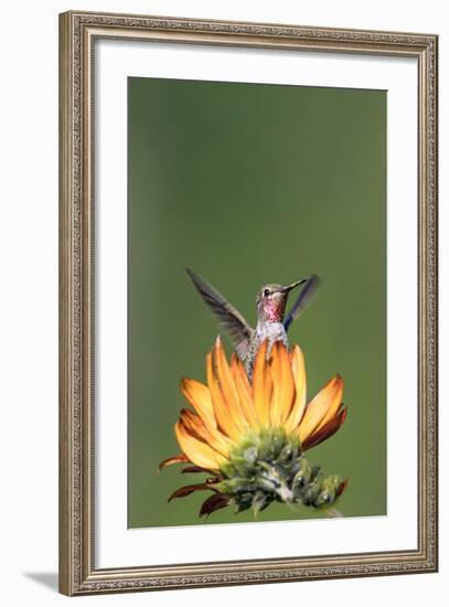 Anna's Hummingbird, Santa Cruz, California, USA-Tom Norring-Framed Photographic Print