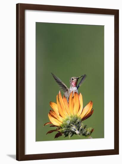 Anna's Hummingbird, Santa Cruz, California, USA-Tom Norring-Framed Photographic Print