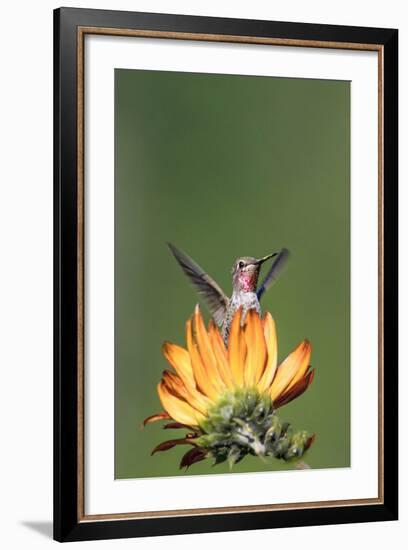 Anna's Hummingbird, Santa Cruz, California, USA-Tom Norring-Framed Photographic Print