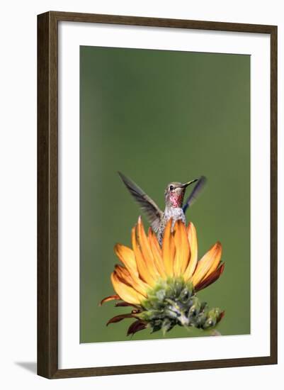 Anna's Hummingbird, Santa Cruz, California, USA-Tom Norring-Framed Photographic Print