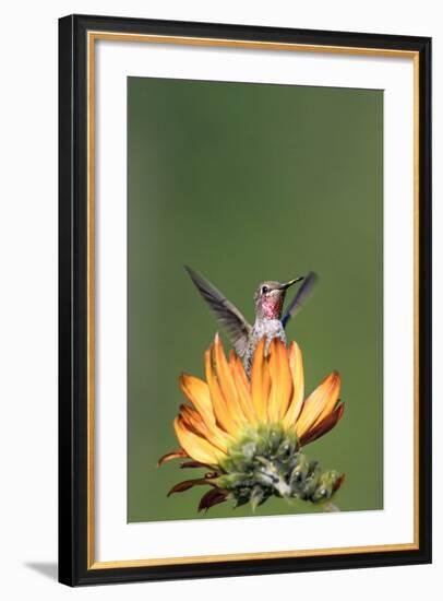 Anna's Hummingbird, Santa Cruz, California, USA-Tom Norring-Framed Photographic Print