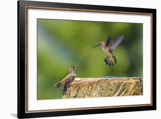 Anna's Hummingbird, Santa Cruz, California, USA-Tom Norring-Framed Photographic Print