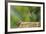 Anna's Hummingbird, Santa Cruz, California, USA-Tom Norring-Framed Photographic Print