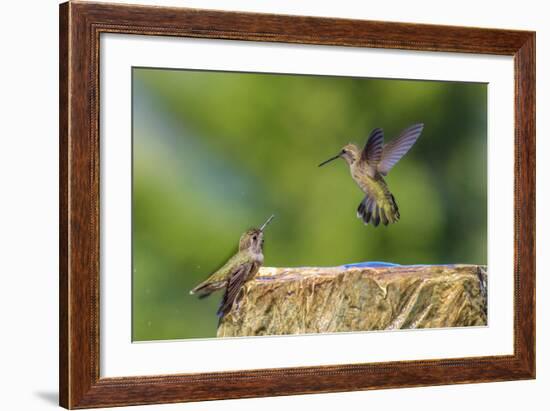 Anna's Hummingbird, Santa Cruz, California, USA-Tom Norring-Framed Photographic Print