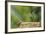 Anna's Hummingbird, Santa Cruz, California, USA-Tom Norring-Framed Photographic Print