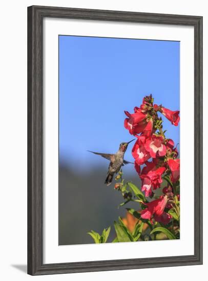 Anna's Hummingbird, Santa Cruz, California, USA-Tom Norring-Framed Photographic Print