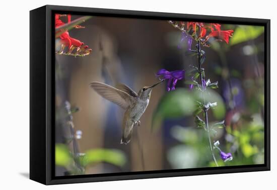 Anna's Hummingbird, Santa Cruz, California, USA-Tom Norring-Framed Premier Image Canvas