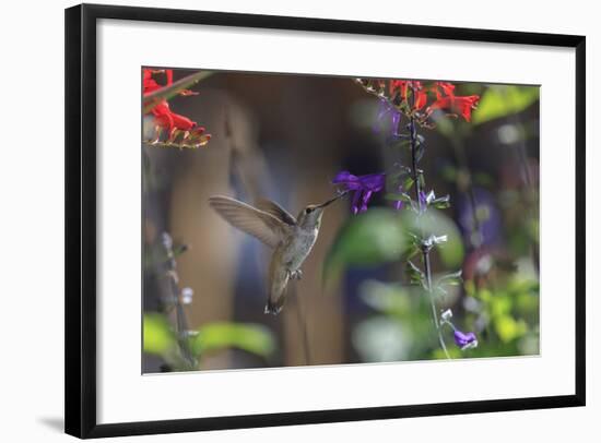 Anna's Hummingbird, Santa Cruz, California, USA-Tom Norring-Framed Photographic Print