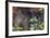 Anna's Hummingbird, Santa Cruz, California, USA-Tom Norring-Framed Photographic Print