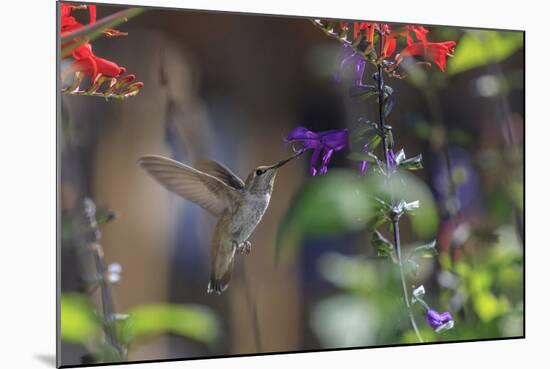 Anna's Hummingbird, Santa Cruz, California, USA-Tom Norring-Mounted Photographic Print