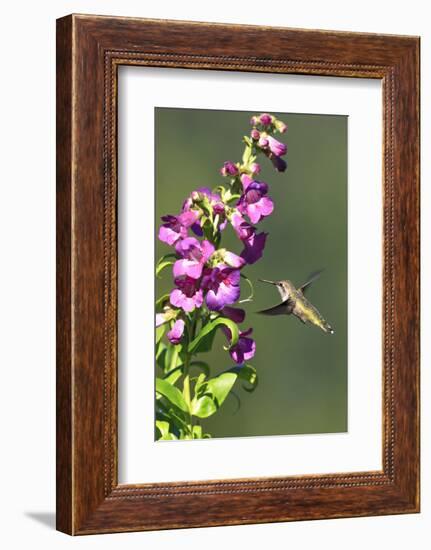 Anna's Hummingbird, Santa Cruz, California, USA-Tom Norring-Framed Photographic Print