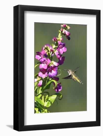 Anna's Hummingbird, Santa Cruz, California, USA-Tom Norring-Framed Photographic Print