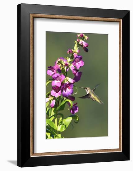 Anna's Hummingbird, Santa Cruz, California, USA-Tom Norring-Framed Photographic Print