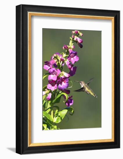 Anna's Hummingbird, Santa Cruz, California, USA-Tom Norring-Framed Photographic Print