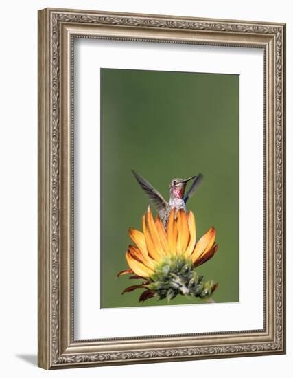 Anna's Hummingbird, Santa Cruz, California, USA-Tom Norring-Framed Photographic Print