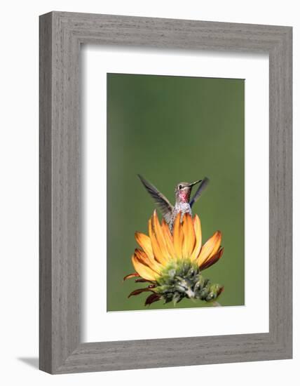 Anna's Hummingbird, Santa Cruz, California, USA-Tom Norring-Framed Photographic Print