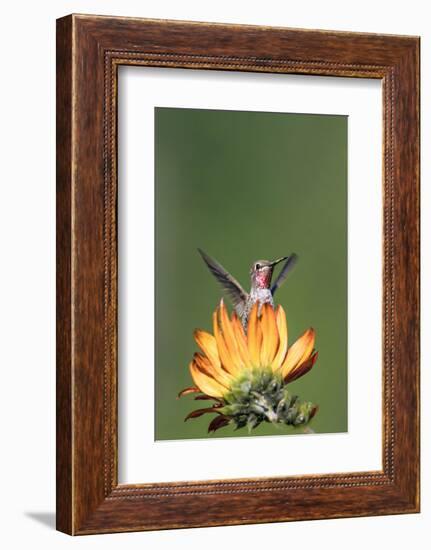 Anna's Hummingbird, Santa Cruz, California, USA-Tom Norring-Framed Photographic Print