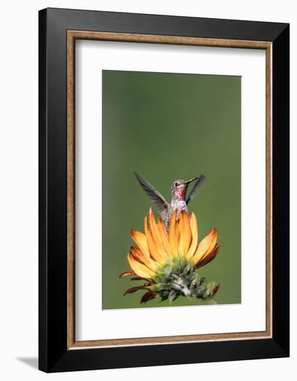 Anna's Hummingbird, Santa Cruz, California, USA-Tom Norring-Framed Photographic Print