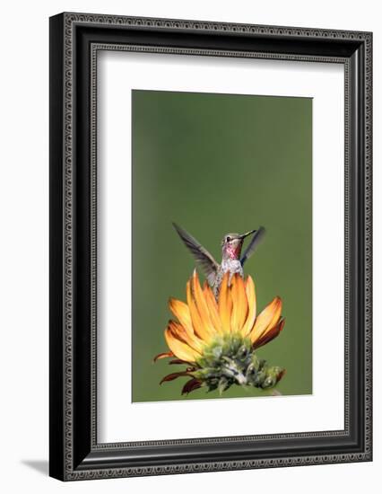 Anna's Hummingbird, Santa Cruz, California, USA-Tom Norring-Framed Photographic Print