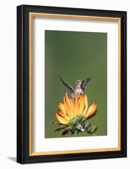 Anna's Hummingbird, Santa Cruz, California, USA-Tom Norring-Framed Photographic Print