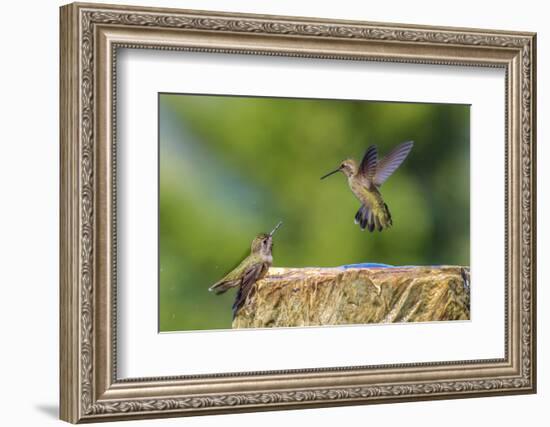 Anna's Hummingbird, Santa Cruz, California, USA-Tom Norring-Framed Photographic Print