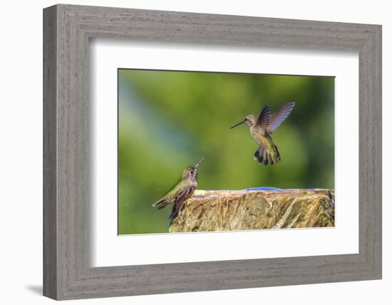 Anna's Hummingbird, Santa Cruz, California, USA-Tom Norring-Framed Photographic Print