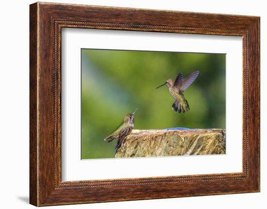 Anna's Hummingbird, Santa Cruz, California, USA-Tom Norring-Framed Photographic Print