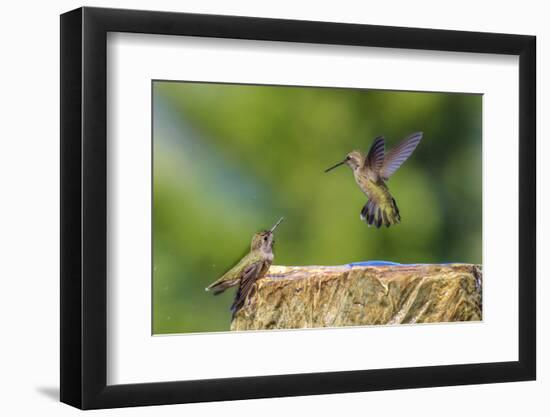 Anna's Hummingbird, Santa Cruz, California, USA-Tom Norring-Framed Photographic Print