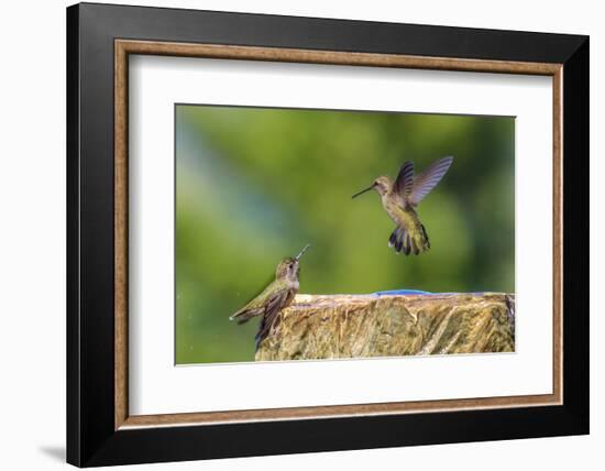 Anna's Hummingbird, Santa Cruz, California, USA-Tom Norring-Framed Photographic Print