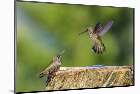 Anna's Hummingbird, Santa Cruz, California, USA-Tom Norring-Mounted Photographic Print