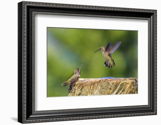 Anna's Hummingbird, Santa Cruz, California, USA-Tom Norring-Framed Photographic Print