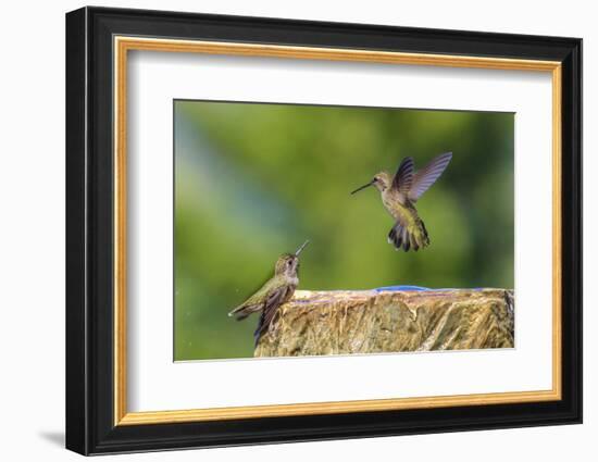 Anna's Hummingbird, Santa Cruz, California, USA-Tom Norring-Framed Photographic Print